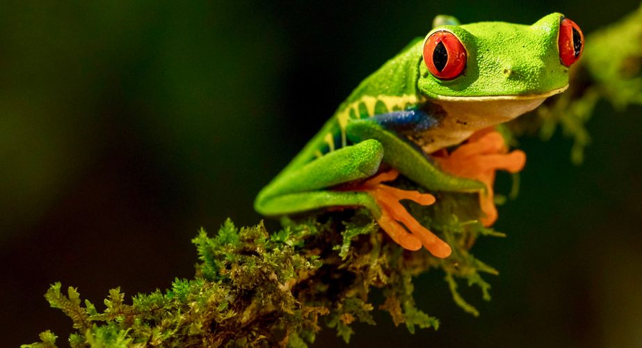 Coole kikker Costa Rica